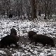 Блиски сусрет с дивљом свињом у Београду – одакле долази и  како треба да се понашате