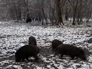 Блиски сусрет с дивљом свињом у Београду – одакле долази и  како треба да се понашате