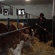 Muke sa aflatoksinom u mleku, kako se uklopiti u evropski standard