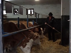 Муке са афлатоксином у млеку, како се уклопити у европски стандард