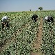 Бели лук не гајимо довољно ни да се одбранимо од вампира