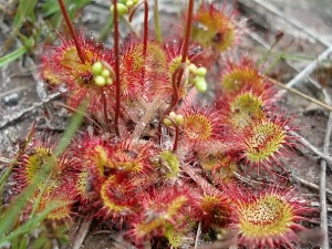 Бели слез, боквица, росуља чувају дисајне путеве и умирују кашаљ