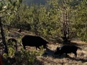 Дивље свиње и са 200 килограма одлично пливају, зашто им Ратно острво постаје тесна кућа