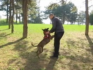 У српском спасилачком тиму у Турској и пас Зиги - шта му све отежава претрагу рушевина