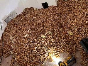 Детлићи направили шпајз у димњаку, ускладиштили више од 300 килограма жирева