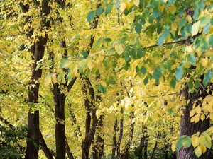 XX век – Ђорђo Федериo Гедини: Брестовик