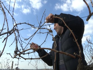 Свети Трифун, слава виноградара обележена и у Великој Хочи