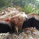 Нико није очекивао да је Дарко жив 15 година после нестанка