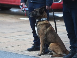 Зиги, Протео, Тимба – пси хероји које слушају и спасиоци