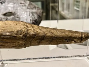 „Дефинитивно није за поправљање чарапа“ – откривен древни дрвени дилдо у римском утврђењу