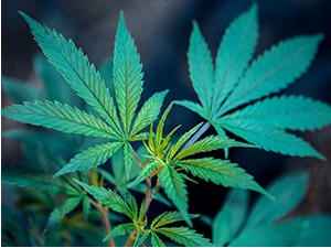 Младић из Мионице купио конопљу на трафици и за то добио оптужни предлог – ко је крив