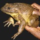 Како је највећа жаба на свету постала угрожена врста