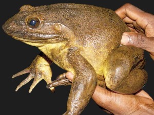 Како је највећа жаба на свету постала угрожена врста