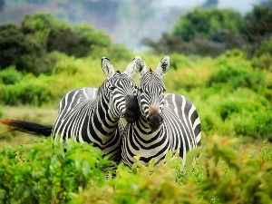Сада знамо од чега зебру штите црно-беле пруге 