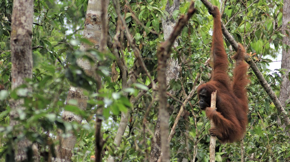 Очи у очи са орангутаном у џунгли Борнеа