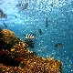 Историјски договор постигнут, скоро трећина светских мора добија заштићен статус