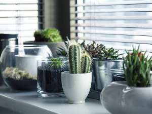 Да ли украсне биљке могу да пречисте ваздух у домовима и заштите од зрачења